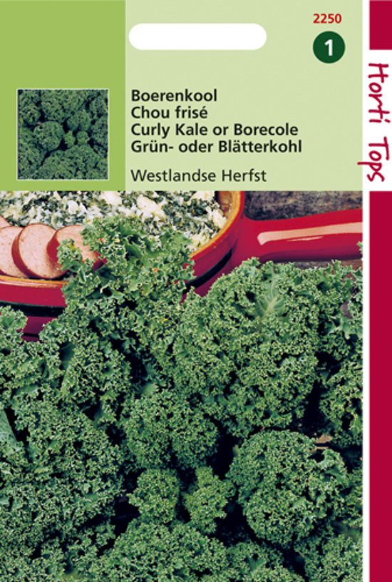 Grnkohl Westlander (Brassica) 900 Samen HT